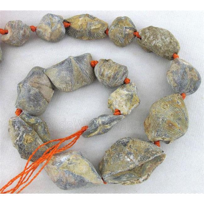 Shell Clams Fossil beads, freeform