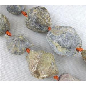 Shell Clams Fossil beads, freeform, approx 10-40mm [GMLB329]