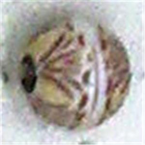 Antique Style red plastic bead, round, 10mm dia, approx 900pcs [PSAS2110]