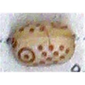 Antique Style red plastic bead, 8x12mm, approx 900pcs [PSAS2121]