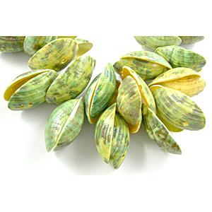 Conch Beads, yellow, dyed, 12x20mm, 20x33mm, approx 600pcs [SHECH03C05]