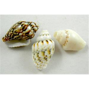 Conch beads, mixed color, 7-8mm dia, 13-15mm length [SHECH05]
