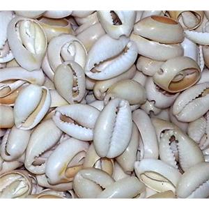 shell Conch bead, 10-15mm [SHECH08-15]
