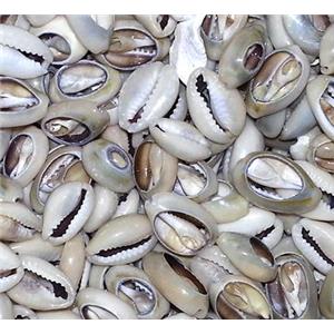 shell Conch bead, 18-20mm [SHECH09-18-20]